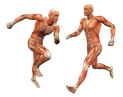 The Muscular System: How We Move Around | Interactive Biology, with Leslie Samuel