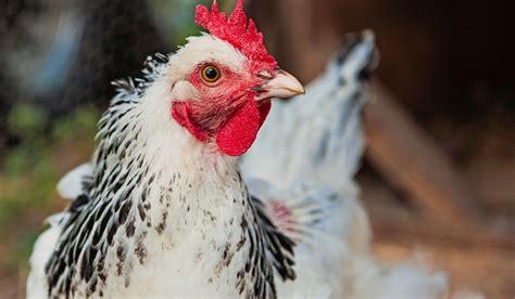 Delaware Chicken Breed Profile - Farmhouse Guide