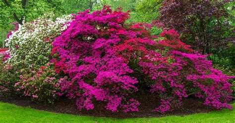 18 Evergreen Azalea Hybrids We Love, 52% OFF | latina.co.jp