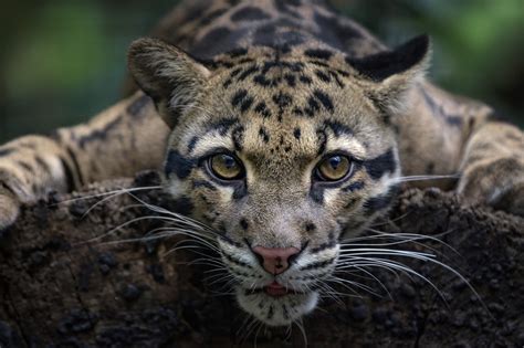 Download Close-up Stare Animal Clouded Leopard HD Wallpaper