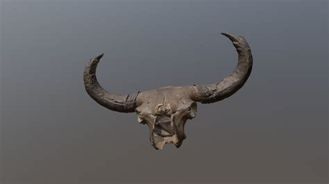 Steppe Bison Skull (VCU_3D_3810) - 3D model by Virtual Curation Lab ...