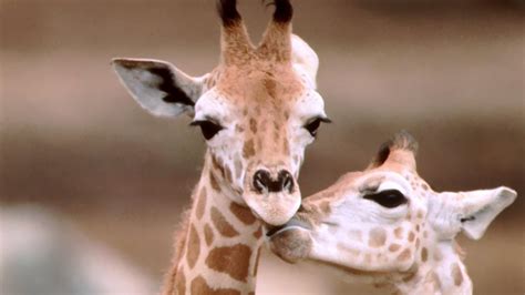 🔥 [50+] Baby Giraffe Wallpapers | WallpaperSafari