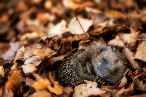 Baby Hedgehog Is Sleeping In Autumn Leaves Stock Photo - Download Image ...