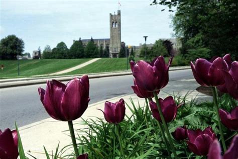 Western University | Tourism London