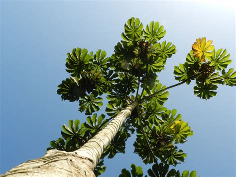 Cecropia obtusifolia (Costa Rica Trees and Vascular Plants) · iNaturalist