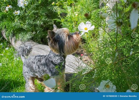 Dog smelling flowers stock photo. Image of small, schnauzer - 107800030