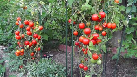 10 Tomato Garden Ideas - Simphome