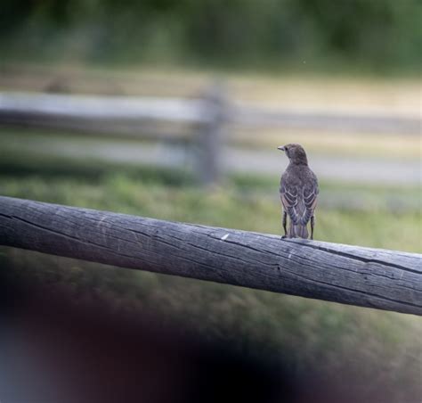 Female Starling Bird Free Stock Photo - Public Domain Pictures