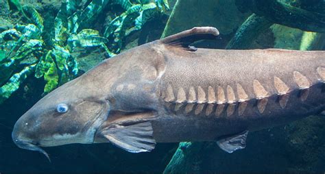 Silver Arowana · Tennessee Aquarium