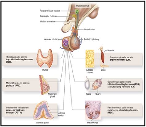 KELENJAR PITUITARY