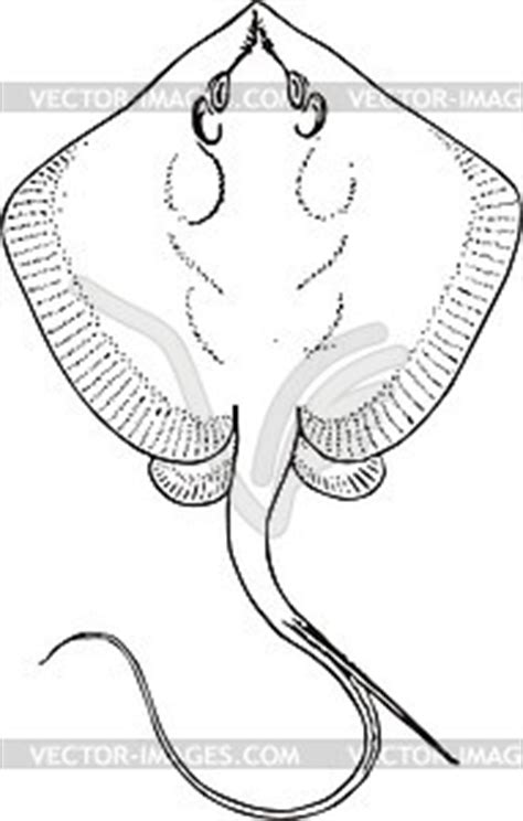 Trygon pastinaca (stingray) - vector image