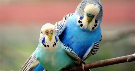 Budgies Breeding Guide