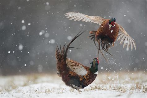 Hunters can expect final pheasant releases in SE Wyoming during week of Dec. 13; Game bird farm ...