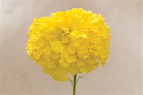 Giant Yellow - Marigold Seed - SeedsDay