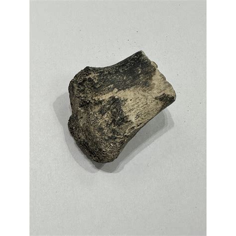 Alligator fossil Tibia End bone, Florida » Prehistoric Online