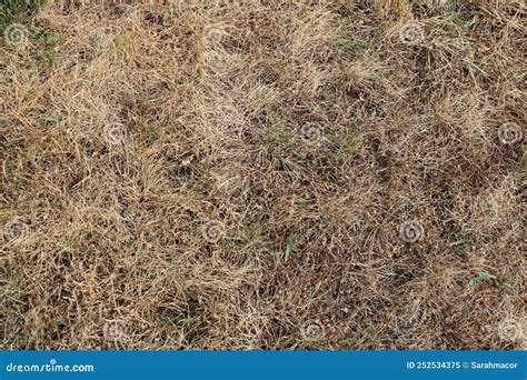 A Patch of Dead Grass Texture Stock Image - Image of texture, lawn: 252534375