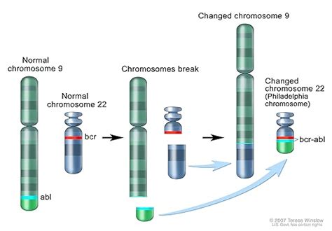 The Philadelphia Chromosome: A Mutant Gene and the Quest to Cure Cancer ...