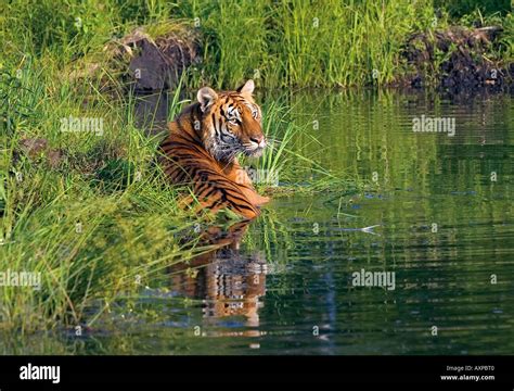 Tiger Lying in Water Stock Photo - Alamy