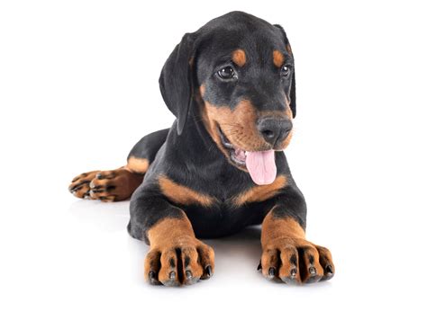 #1 | Doberman Puppies For Sale In New York | Uptown