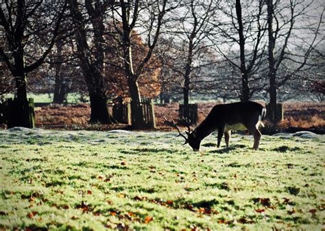 Dunham Massey Winter Walk [01/12/2019] - robertpoulson.com