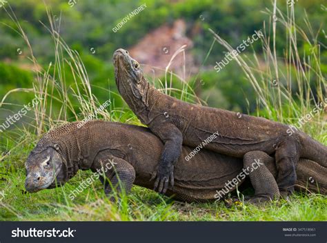 Komodo Dragons Fighting Each Other Very Stock Photo 347518961 ...