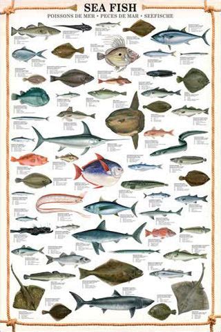 Sea Fish Wall Chart (59 Saltwater Species) Poster - Eurographics ...