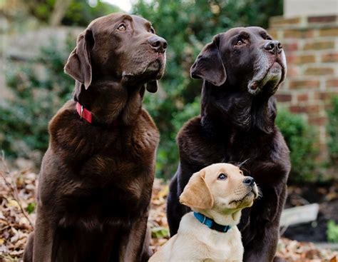 Home | Brookline Labrador Retriever Rescue | Brookline Labrador ...