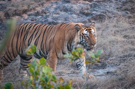 Tiger Emerging From Forest | Sean Crane Photography