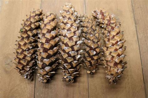 Western White Pine Cones similar to Sugar Pine Cones | Etsy