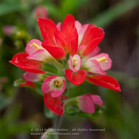 Texas Paintbrush – Castilleja Indivisa | Beautiful Flower Pictures Blog