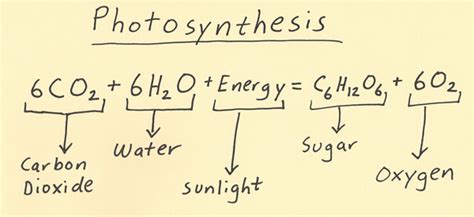 PHOTOSYNTHESIS