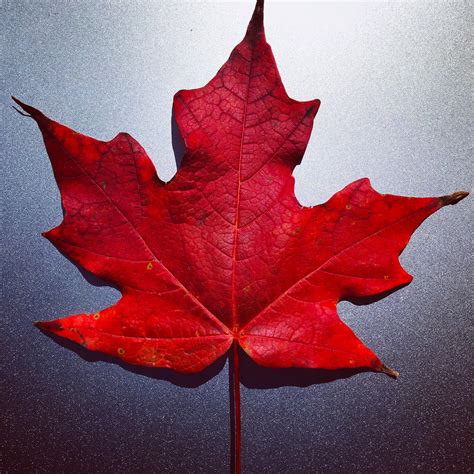 A perfect maple leaf from the yard, here in Canada : r/pics