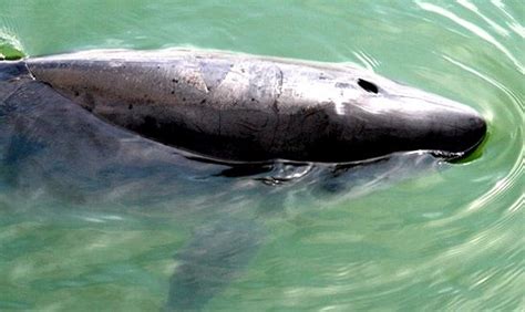 Dwarf Sperm Whale – "OCEAN TREASURES" Memorial Library