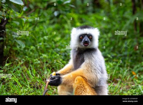 A diademed sifaka in its natural environment in the rainforest on the ...