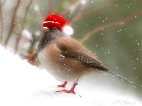 Free Christmas Bird Wallpaper - WallpaperSafari