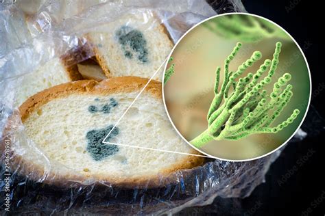 Mouldy bread and close-up view of Penicillium fungi, the causative agent of bread mould, photo ...