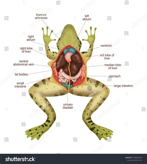 Frog Anatomy Frog Diagram Frog Dissection: ภาพประกอบสต็อก 1730459785 | Shutterstock