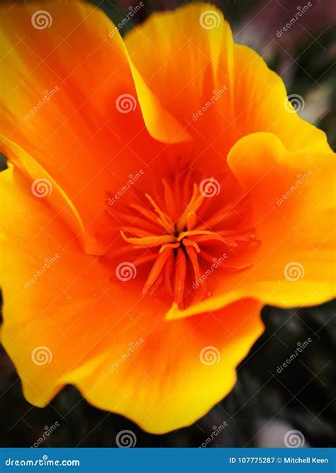 California state flower stock image. Image of state - 107775287