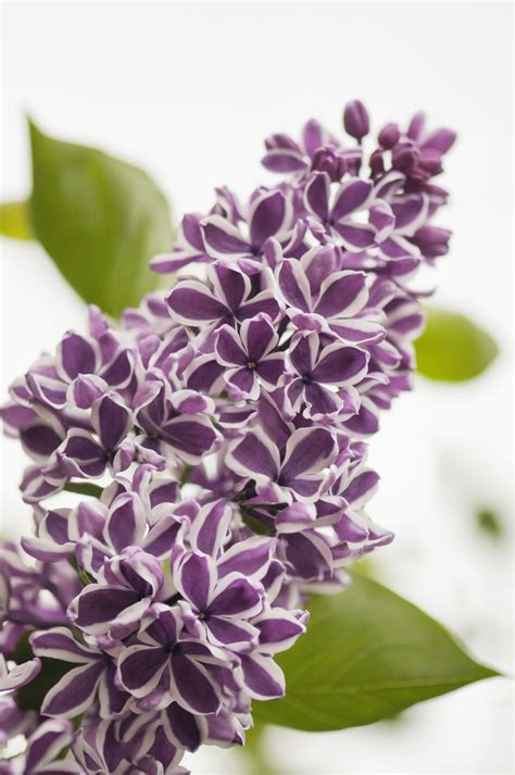 15 Beautiful Lilac Varieties