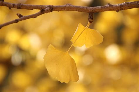 Gingko Leaves Branch - Free photo on Pixabay