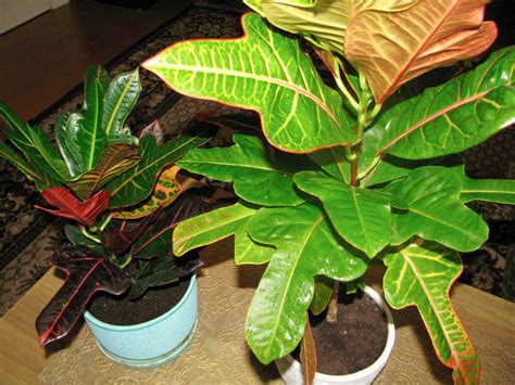 Croton Plant: Varieties, Care and Maintenance