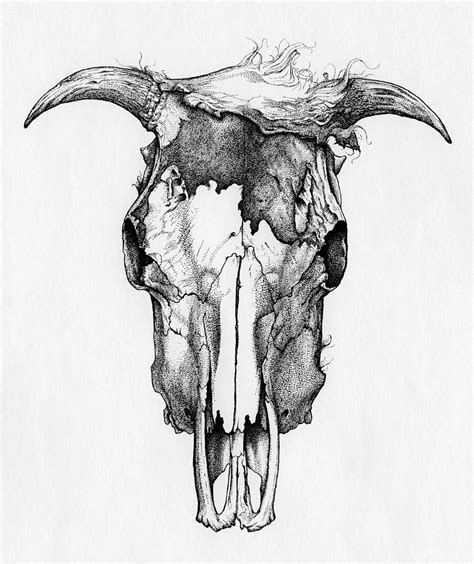 Cow Skull Drawing by Jimmy Maloney - Pixels