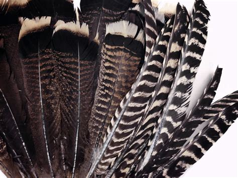 Wild Turkey Feathers 6 Pieces Natural Barred Wild Turkey | Etsy