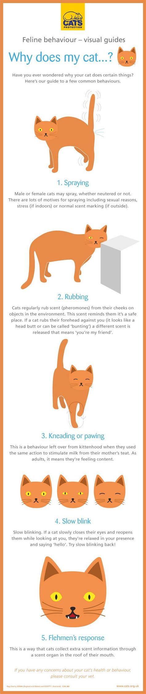 Facts About Cats Behavior - Funny Cats