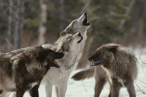 The Morning Howl, Beautiful, Black, Black Wolf, Canine, Dog, Dogs, Free ...