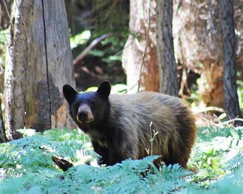 Watching Wildlife — Yosemite Conservancy