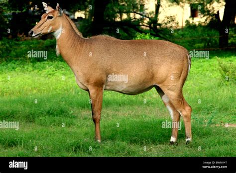 Bull antelope hi-res stock photography and images - Alamy