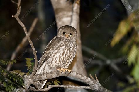 Barking owl, Brisbane, Australia - Stock Image - C048/6212 - Science Photo Library