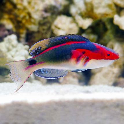 Exquisite Fairy Wrasse - Fish World Aquarium