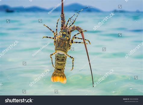 Lobster Hands Diver Spiny Lobster Inhabits Stock Photo 1802339008 | Shutterstock